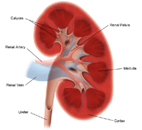 Illustration of the anatomy of the kidney